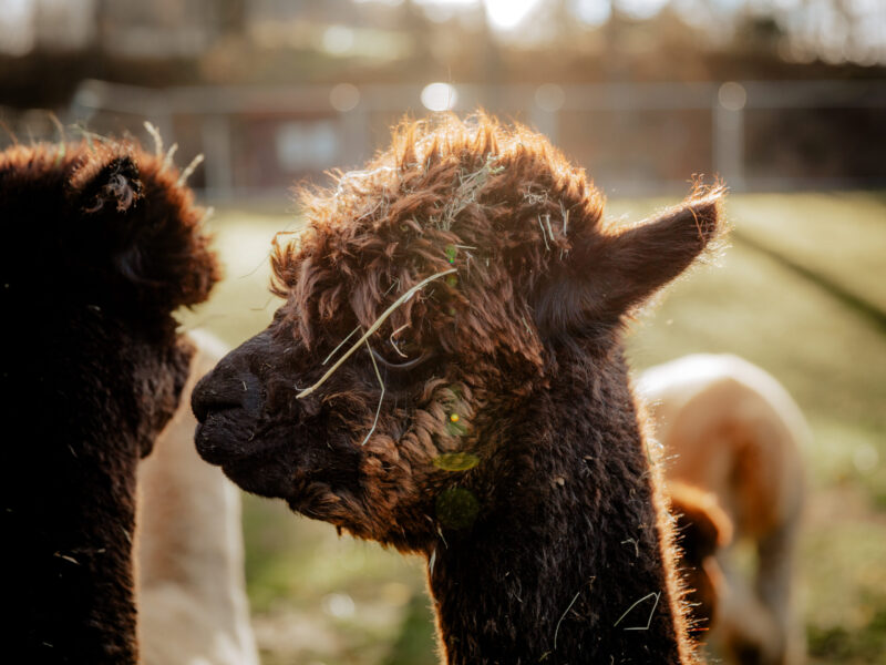 Tierpatenschaft für Alpakastute BlackPearl